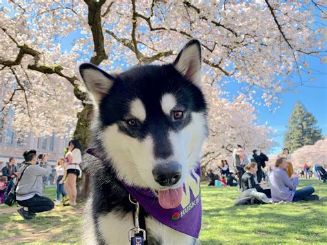 The University of Washington’s Mascot, Dubs — Star of the Show & Family