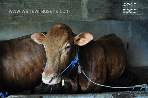 Penggemukan Sapi Limosin, Peluang Usaha Yang Menawan dan Menggiurkan