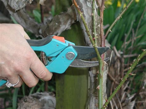 Gardening: Time for spring rose pruning | The Spokesman-Review