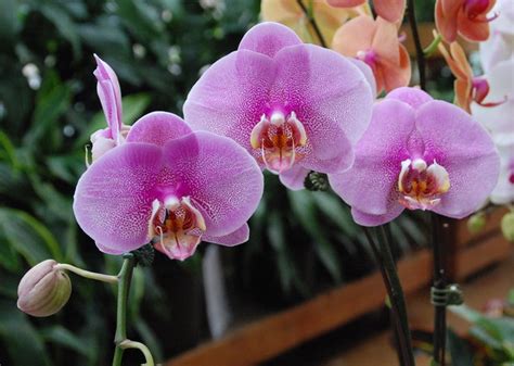 Growing and reblooming Moth Orchids - GREAT BEND TRIBUNE