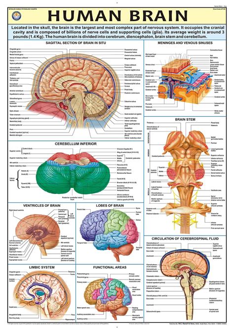 Buy HP16S | TeachingNest | Human Brain Chart 70x100 cm | English ...