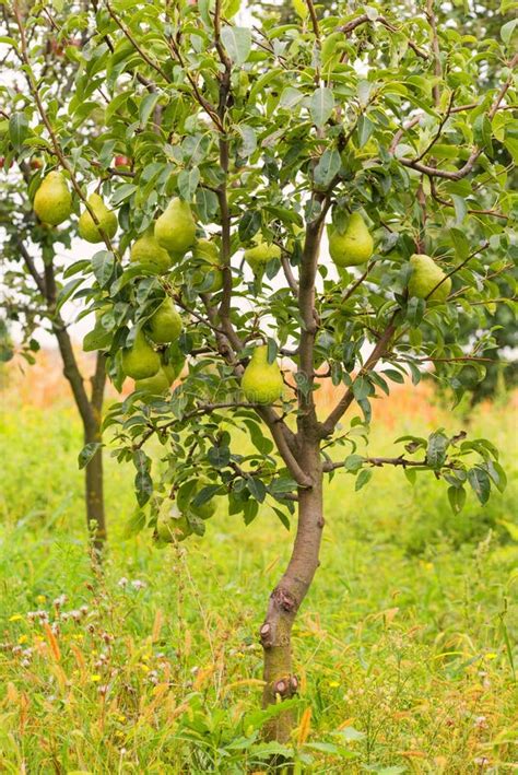 Small Pear Tree Filled with Fruit in the Garden Stock Photo - Image of ready, tree: 60681956