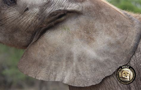 Did you know... elephant ears - HESC