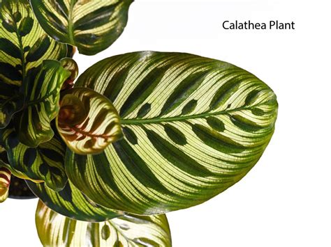 Calathea And Maranta Differences: Am I Growing Maranta Or Calathea