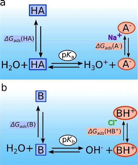 Acid-base equilibrium in the aqueous bulk and their redistribution to... | Download Scientific ...