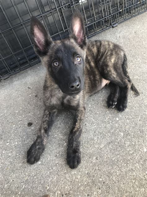 Dutch Shepherd Puppies For Sale | St. Clair Shores, MI #306977