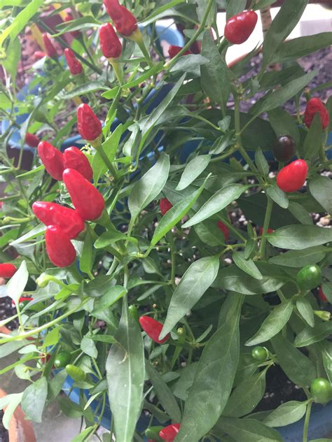 First year growing hot peppers. Believe these are Tabasco peppers? In any case they made a great ...