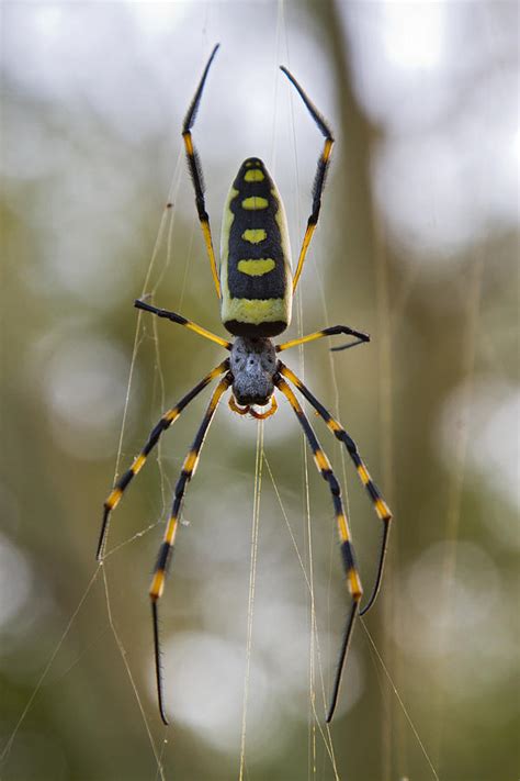 Banded-legged Golden Orb-web Spider Photograph by Piotr Naskrecki - Fine Art America