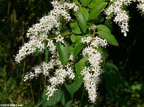 Ligustrum sinense (Chinese privet): Go Botany