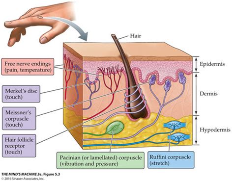 Sensory Systems Flashcards | Quizlet