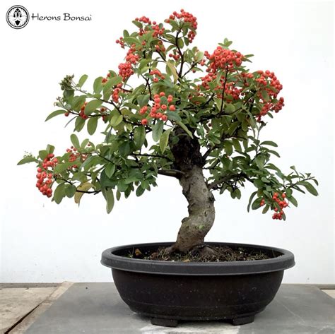 Pyracantha Bonsai Tree | Herons Bonsai Nursery in the UK