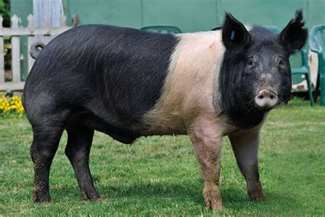 Hampshire Pig Breed: Characteristics, Origin, and Lifespan