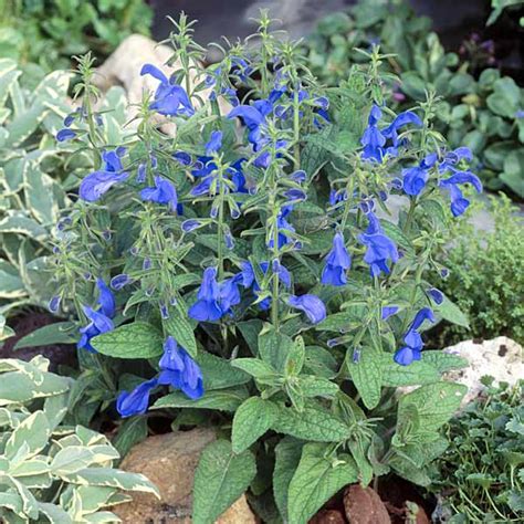 Salvia Seeds | 10 Salvias | Annual Flower Seeds