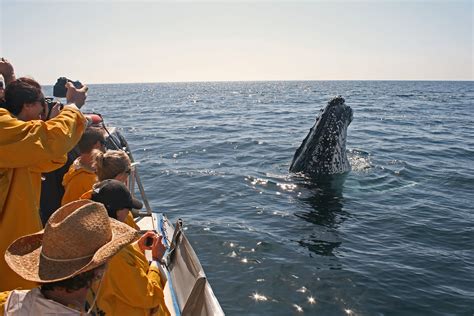 Whale Watching Byron Bay | The Official ByronBay.com Guide