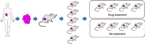 PDX Mouse Models Match Genetics of Human Tumors - NCI