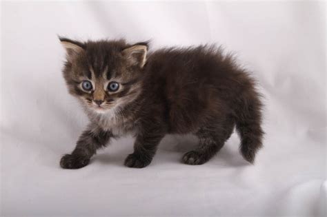 Alexandrite Siberians: Memphis Kitten - Dark Brown Tabby Boy