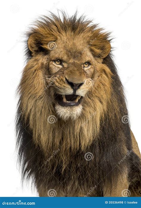 Close-up Of A Lion Roaring, Panthera Leo, 10 Years Old, Isolated Stock ...