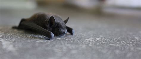 Noises Florida Bats Make When Inside Your House - Learn How to KNOW if You've Got a Bat!