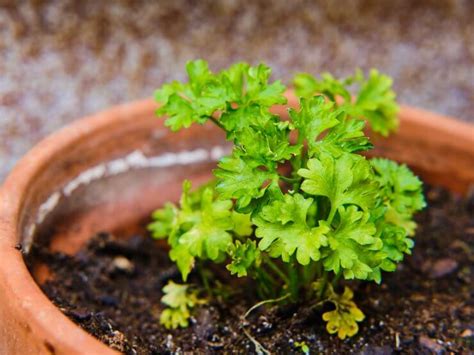 Growing Parsley Indoors, in Open Land, Raised Beds, or Containers ...