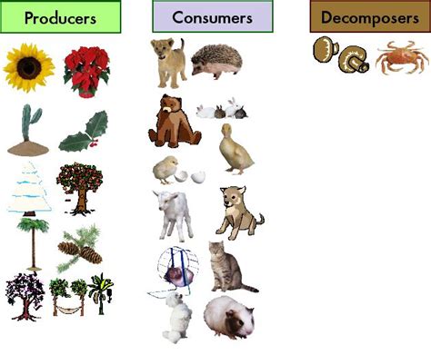 Consumer Animals List