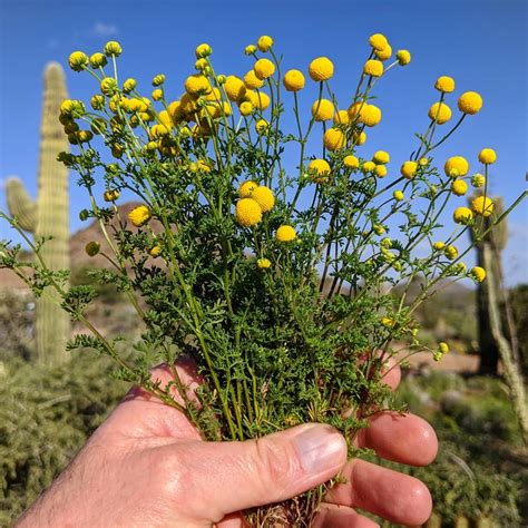 A New Invasive Weed In Arizona: Globe Chamomile (aka Stinknet ...