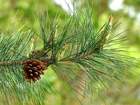 Long Needles Pine Branch Photograph by Lyuba Filatova