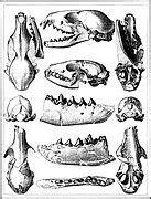 Category:Unidentified Mammalia fossils - Wikimedia Commons