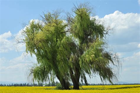 Everything You Need to Know About Willow Hybrid Trees