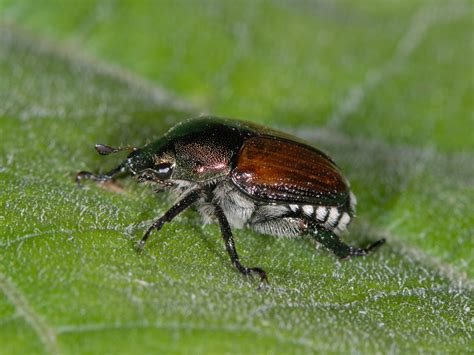 Do Japanese Beetle Traps Work?