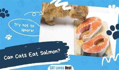 Can Cats Eat Salmon? Read Before You Feed