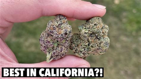 BEST WEED IN CALIFORNIA? - YouTube