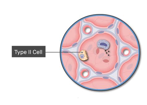 Alveolar Chamber Diagram