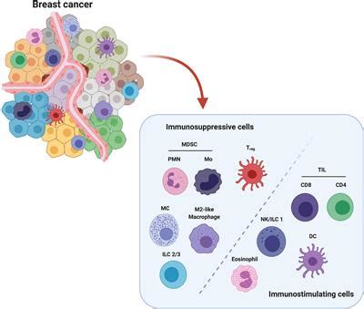 Frontiers | The Crosstalk Between Tumor Cells and the Immune Microenvironment in Breast Cancer ...