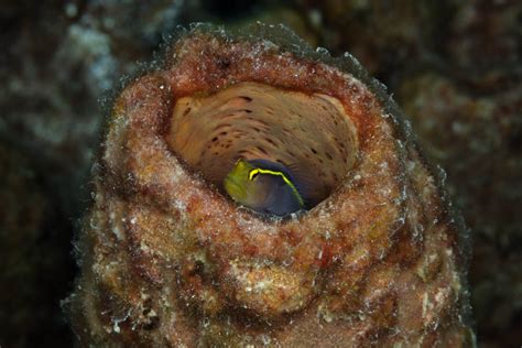 Bonaire Reef - Gobies