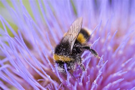 Bumblebee in a purple haze | Bumble bee, Humble bee, Save the bees