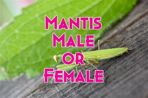 Praying Mantis Gender: How to Identify Male or Female