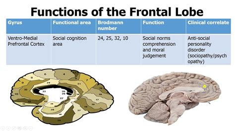 Functions of the Human Frontal Lobe Simplified - YouTube