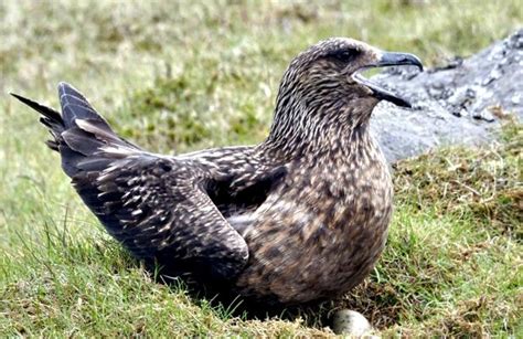 Skua – "OCEAN TREASURES" Memorial Library