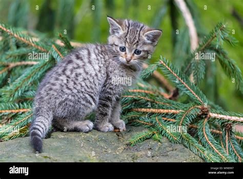 Germany, Bavarian Forest National Park, animal Open-air site ...