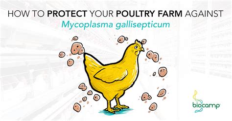 Mycoplasma gallisepticum: so harmful to poultry farms