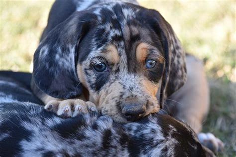 American Leopard Hound Puppies For Sale In Massachusetts