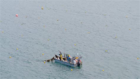 The Many Benefits of Kelp Farming: Beyond Sustainability — Câr-y-Môr