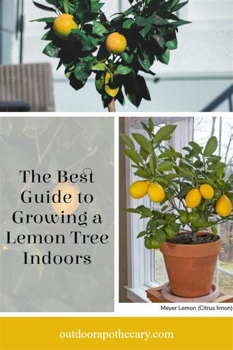 The best guide to growing a lemon tree indoors – Artofit