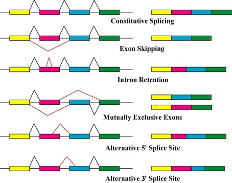 Alternative Splicing: Definition, Explanation, Examples | Biology Dictionary