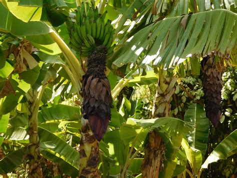 How Do Bananas Grow? - The Produce Nerd