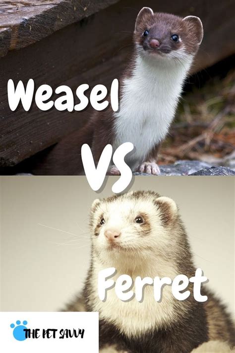 Weasel VS Ferret | Ferret, Weasel pet, Pets