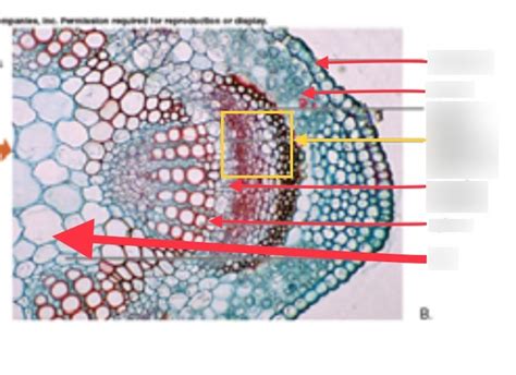 Dicot Stem Cross section Diagram | Quizlet