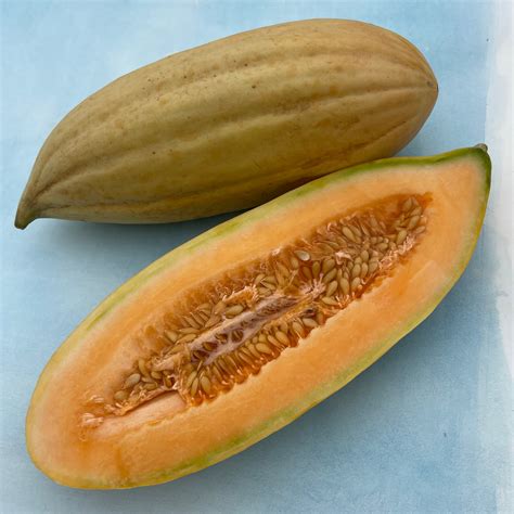 Banana Melon Organic Seeds – Hudson Valley Seed Company