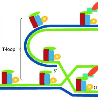 Structure of a chromosome's telomeric region. | Download Scientific Diagram