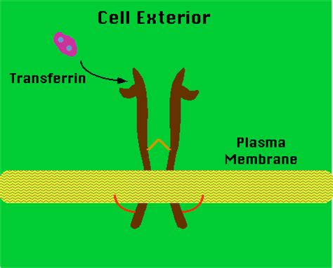 Transerrin and Iron Transport Physiology